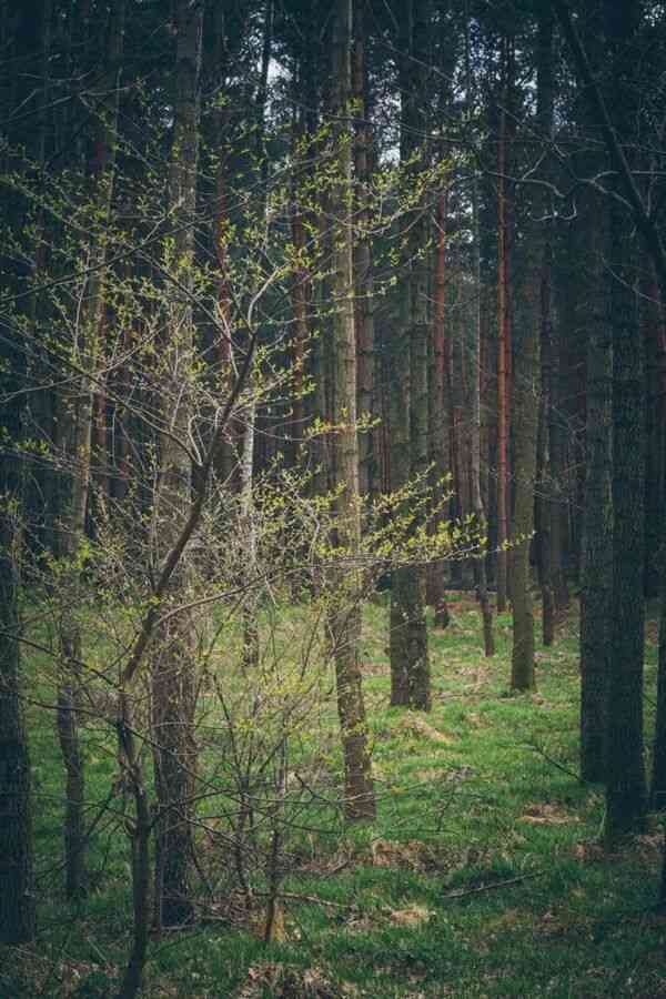 Пътека сред зелени дървета в дневна светлина